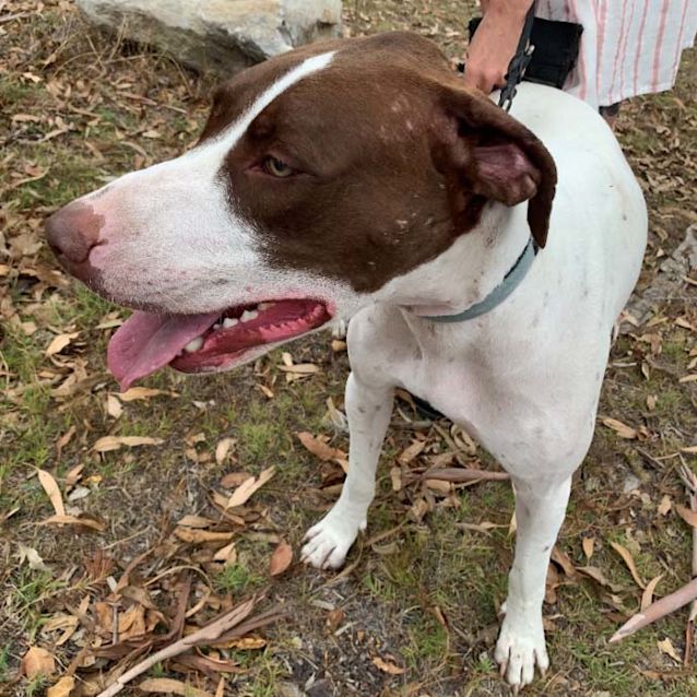 Photo of Nyx ~ Handsome 1yo Bull Arab (On Trial 15/2/20)