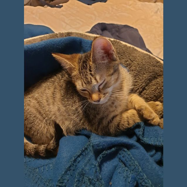 Photo of Harley 