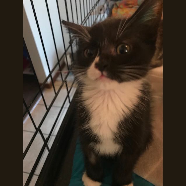 Photo of Checkers 