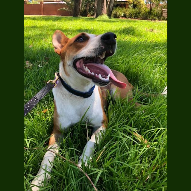 Photo of Dusty Dl2290