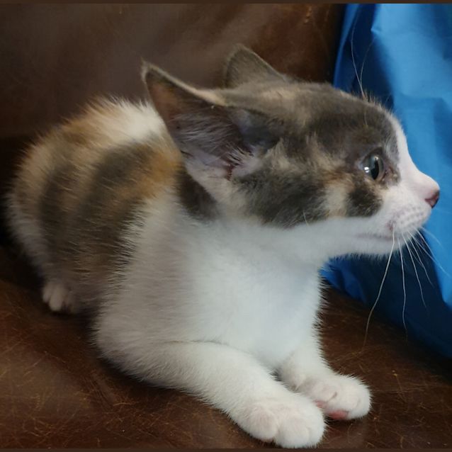 Photo of Fleur