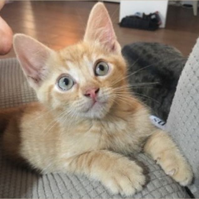 Photo of Butters