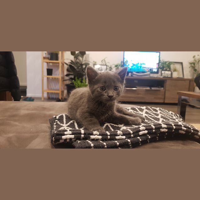 Photo of Roy   Available Late January 