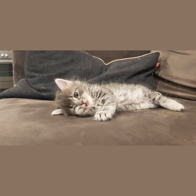 Photo of Fluffy   Available Late January