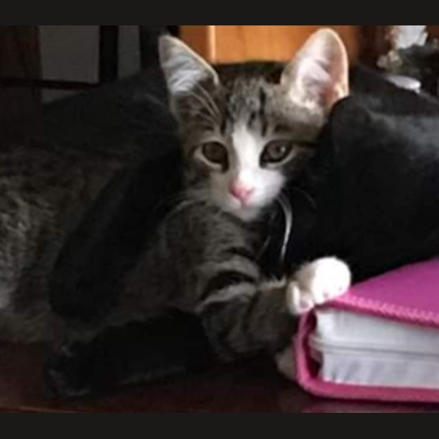 Photo of Friendly Boy