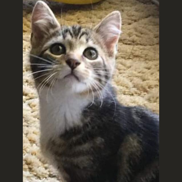 Photo of Friendly Boy