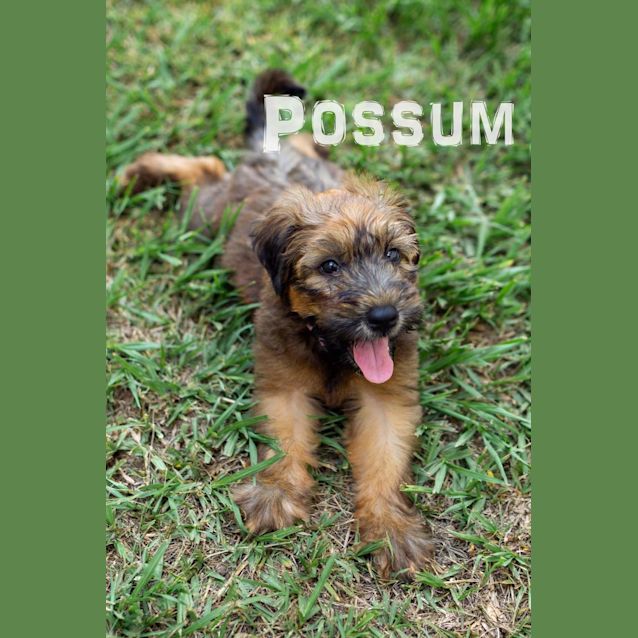 Photo of Possum