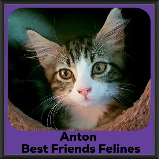 Photo of Anton 