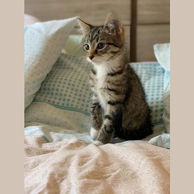 Photo of Lyra