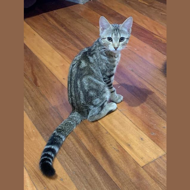 Photo of Poppet 
