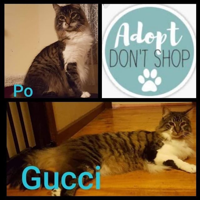 Photo of Gucci And Po  