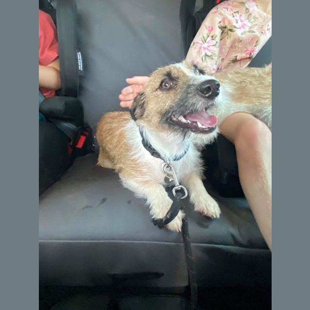 Photo of Gecko (Now On Adoption Trial)