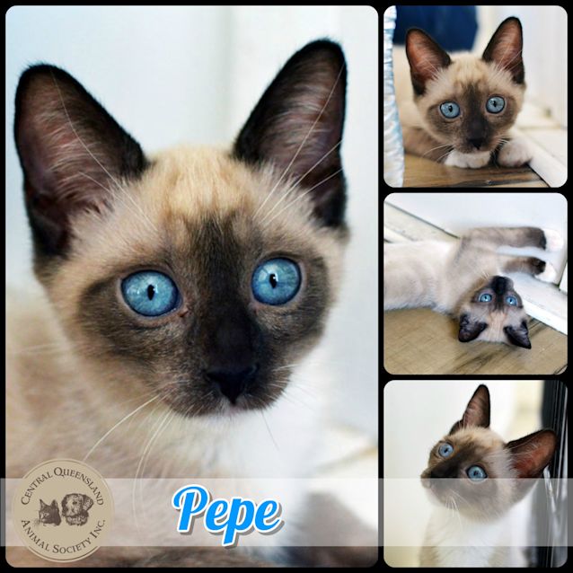 Photo of Pepe