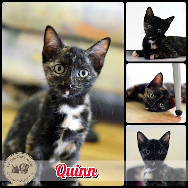 Photo of Quinn