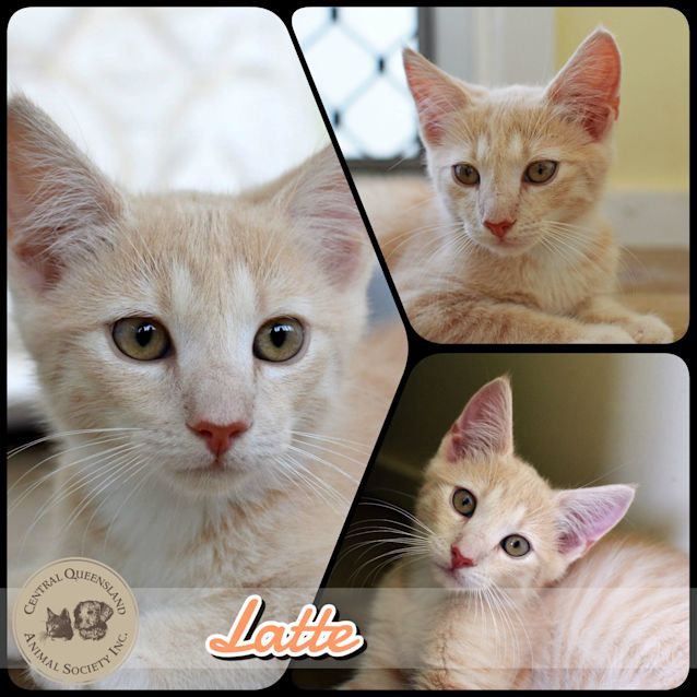 Photo of Latte