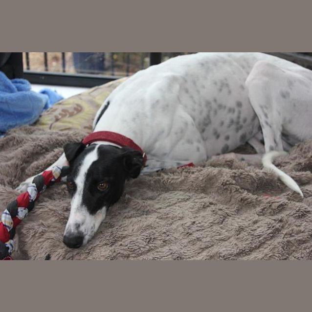 Photo of Ruby