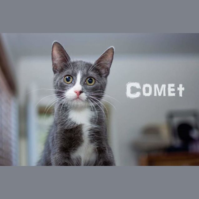 Photo of Comet