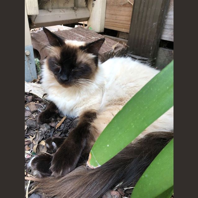 Photo of Milo