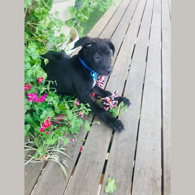 Photo of Hudson