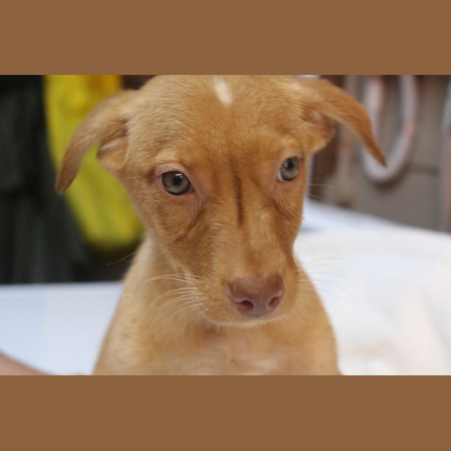 Photo of Peanut