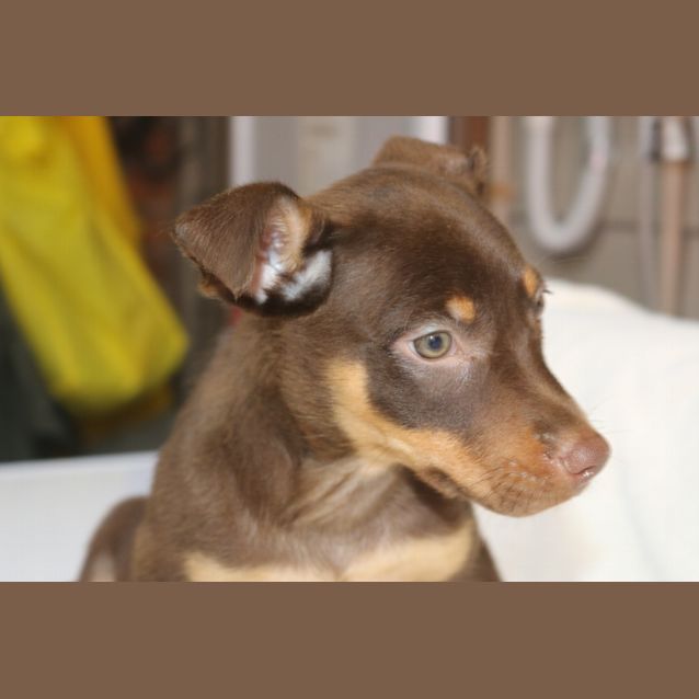 Photo of Link