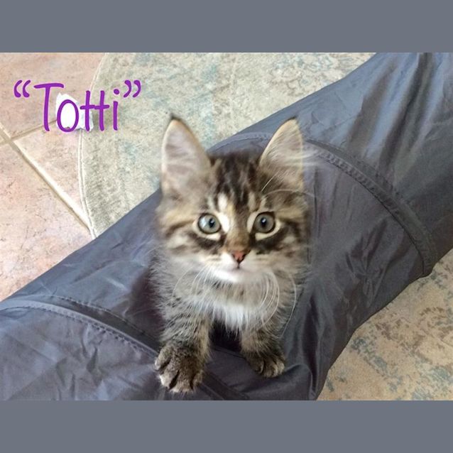 Photo of Totti