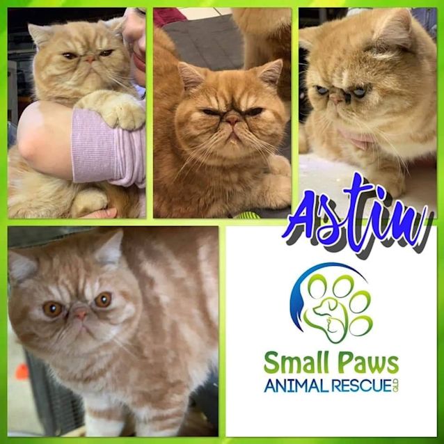 Photo of Astin