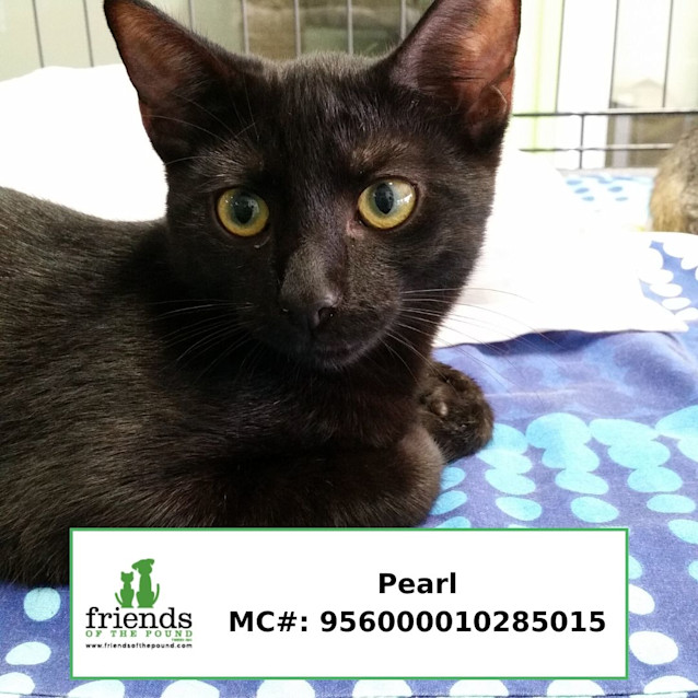 Photo of Pearl
