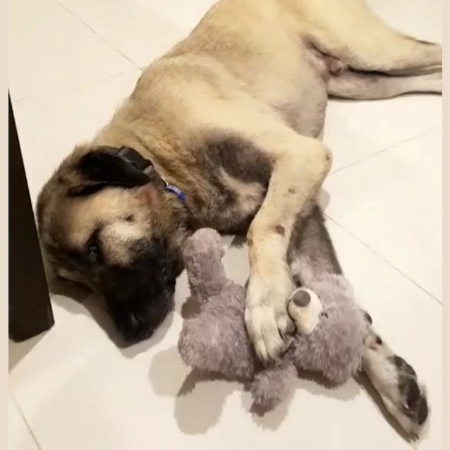 Photo of Aslan
