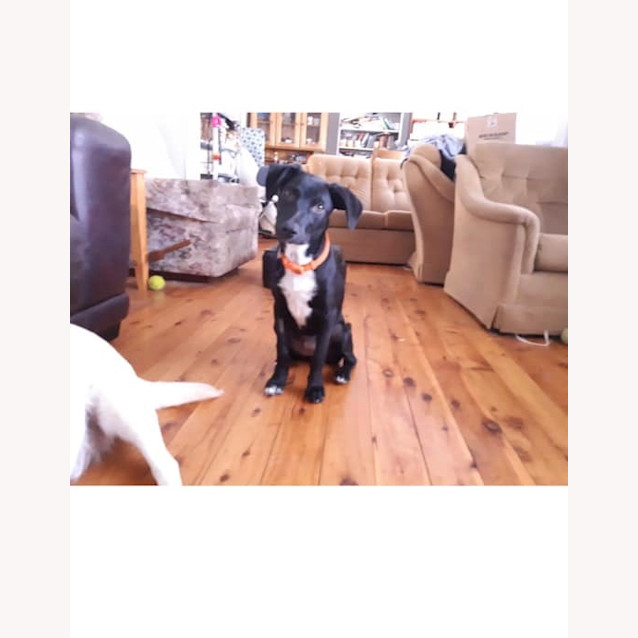 Photo of Dixie 