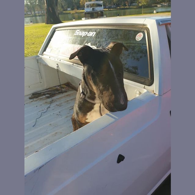 Photo of Sebastian   Foster Carer Needed