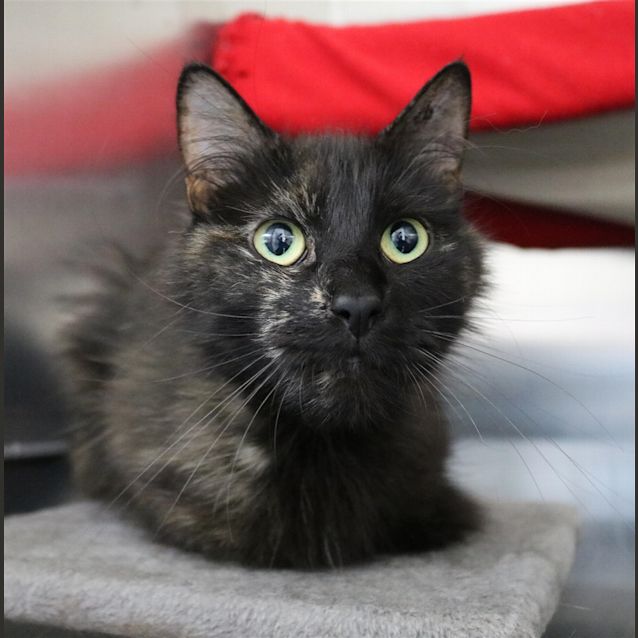 Photo of Raven
