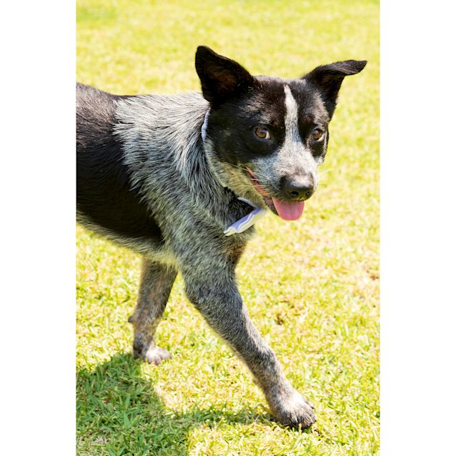 Photo of Teddy ~ 12mo Blue Cattledog X (On Trial 30/1/20)