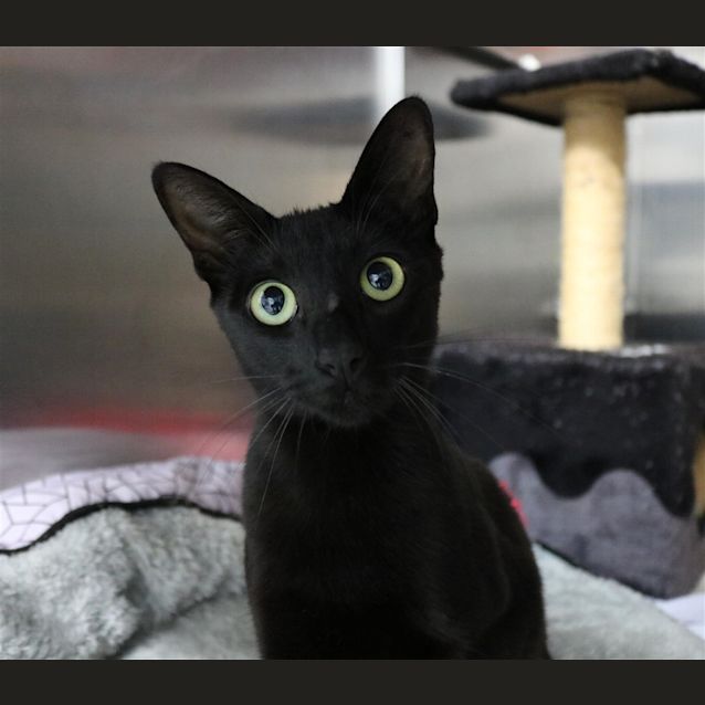 Photo of Shadow