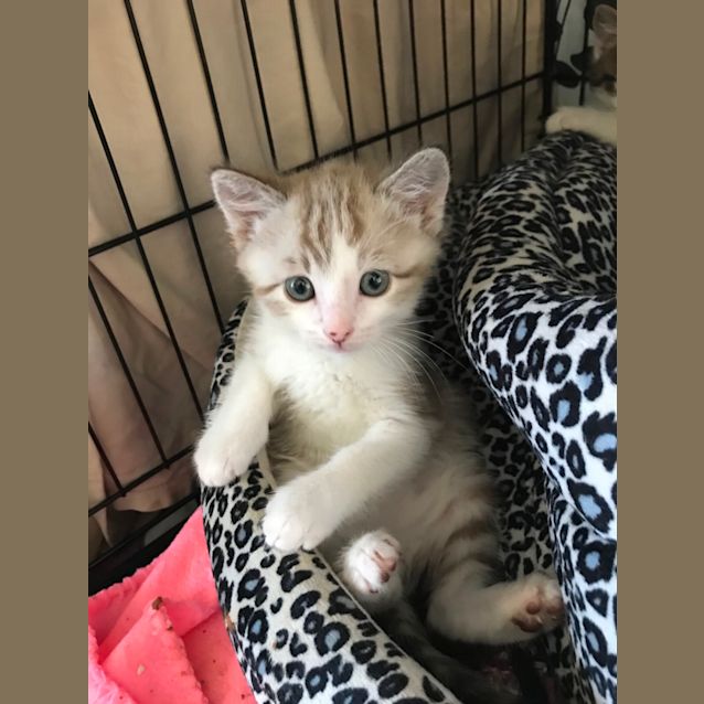 Photo of Latte