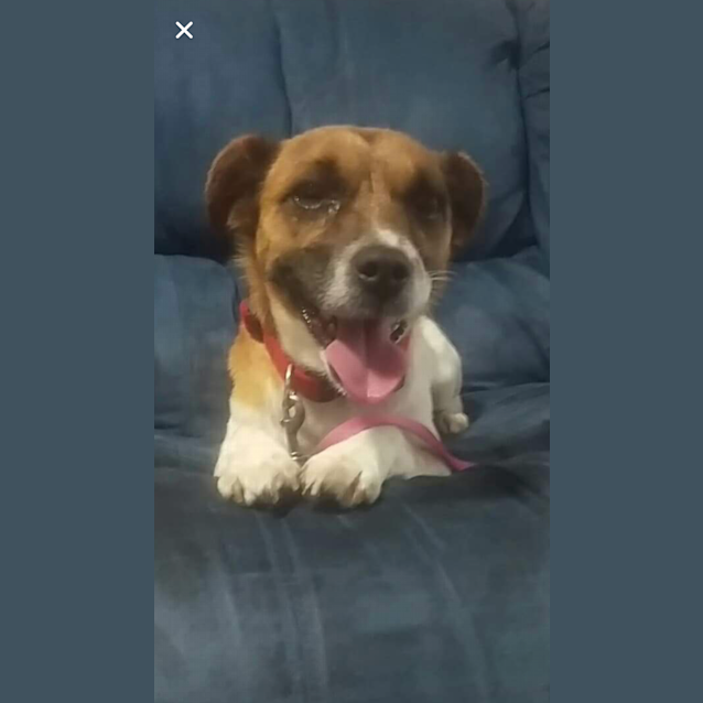 Photo of Hershey 😍