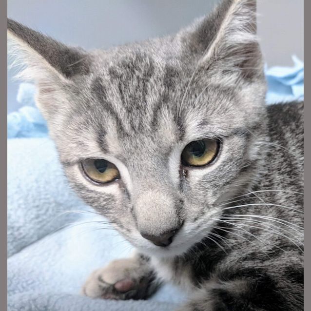 Photo of Kylo 