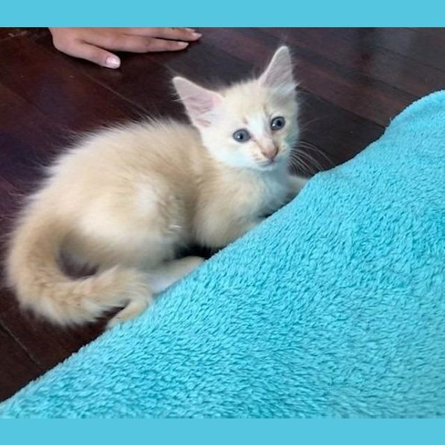 Photo of Milkshake