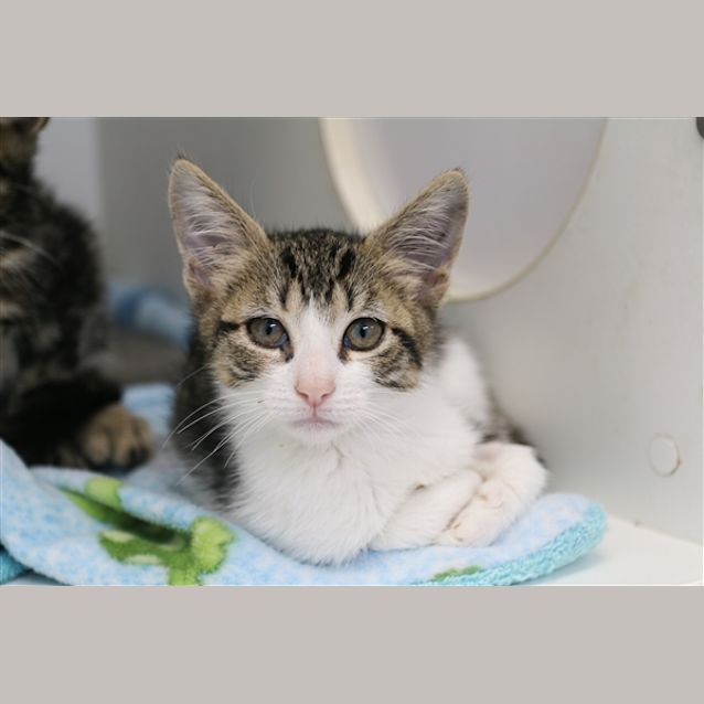 Photo of Kiki