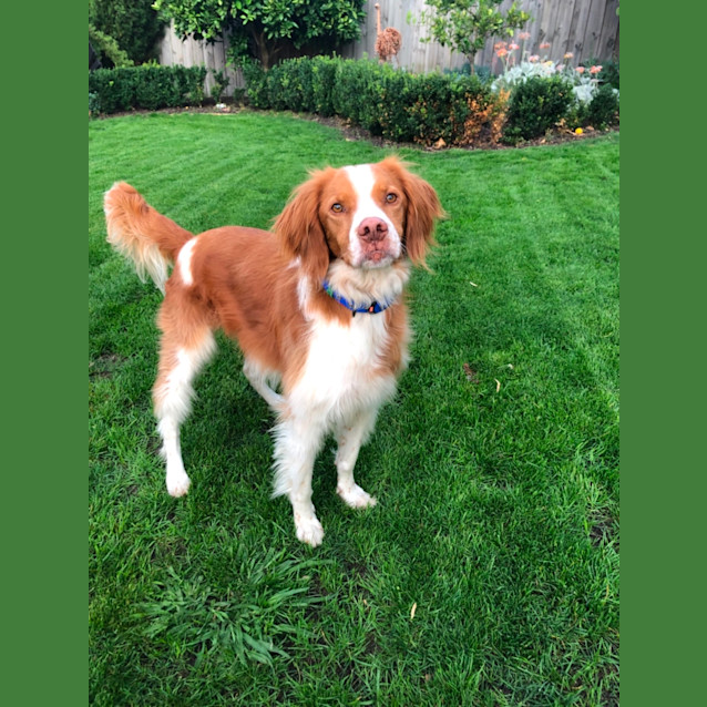 Photo of Henry 