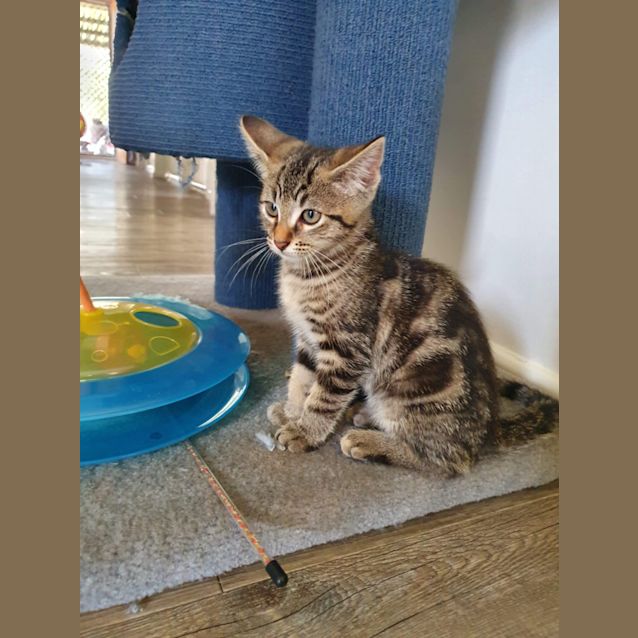 Photo of Bronson 🐼