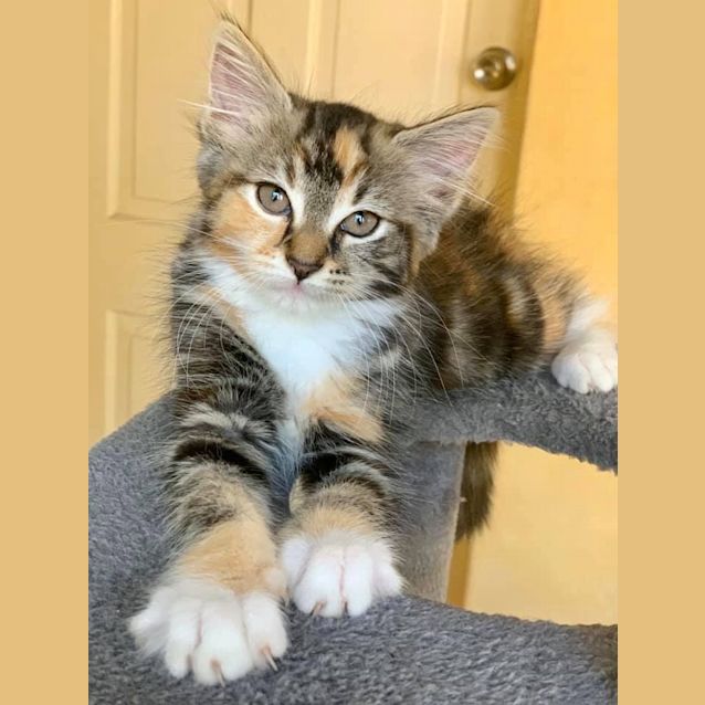 Photo of Chanel 🐞