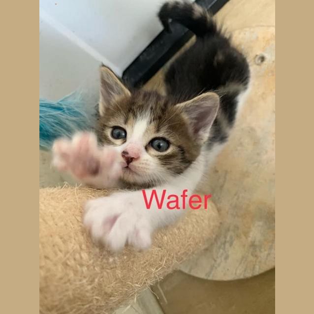 Photo of Wafer