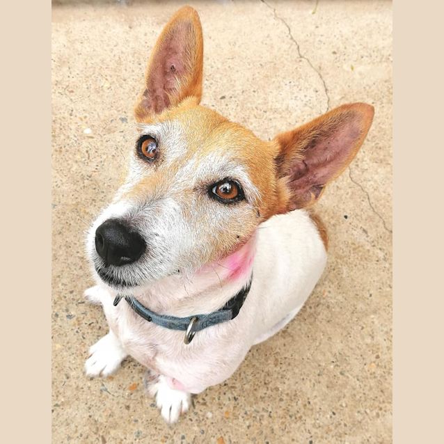 Photo of Rusty