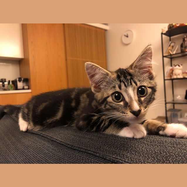 Photo of Marvelo The Magnificent