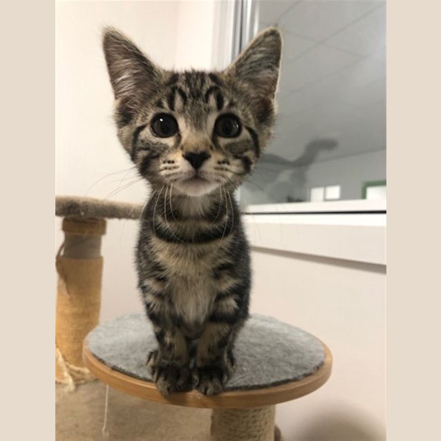Photo of Dora