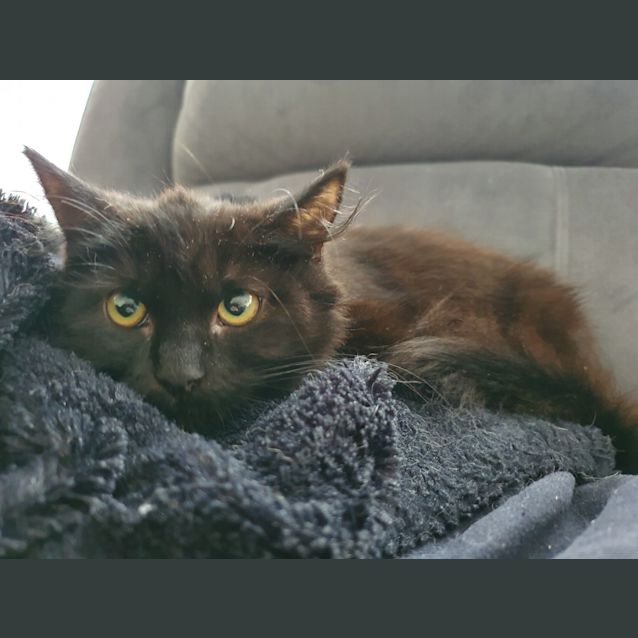 Photo of Sable