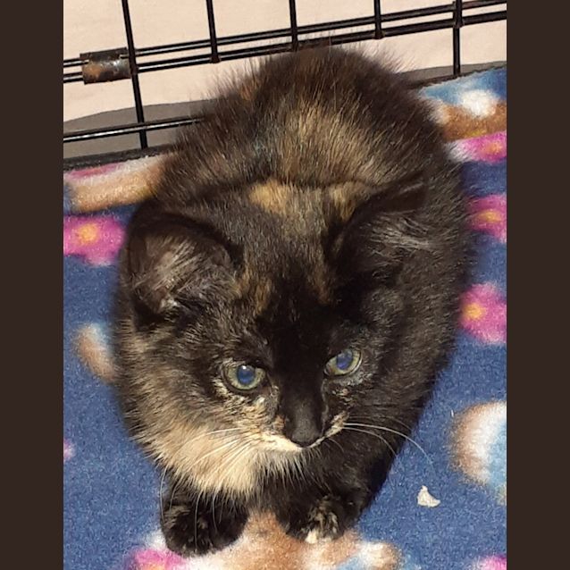 Photo of Remi   Reduced Adoption Fee