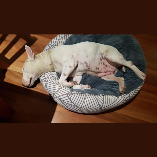 Photo of Maggie May   Foster Carer Needed