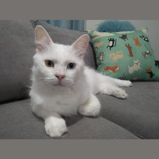 Photo of Lily And Charlie (Dual Adoption)